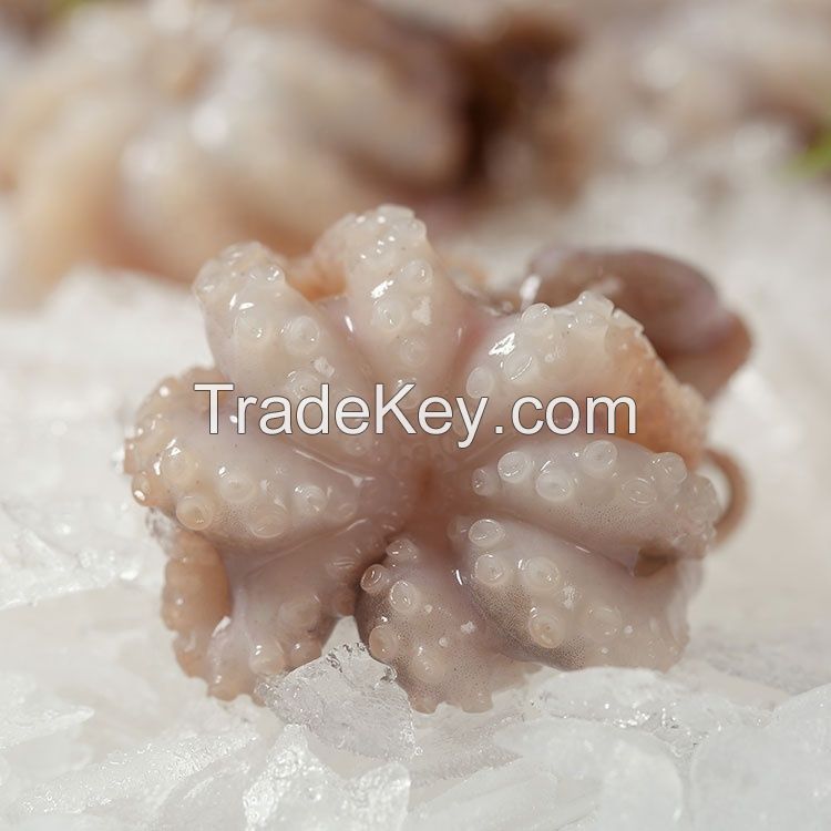 fresh live frozen octopus/ seafood baby octopus wholesale price