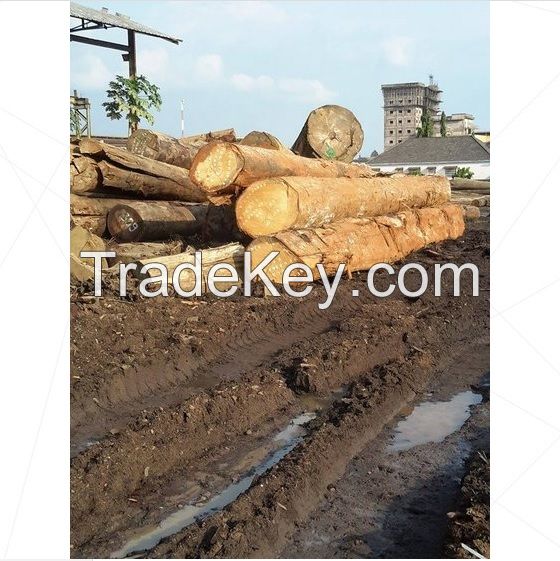 High Quality Round Teak Wood, Doussie, Tali Wood, Padouk, Pine, Boxwood, Azobe Wood and Timber Logs 