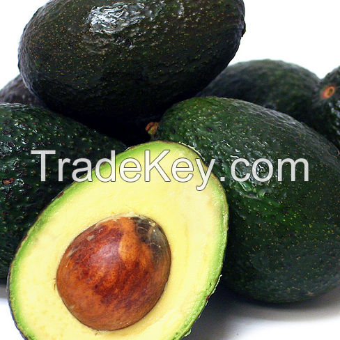 Premium Grade Fresh Hass Avocado/Hass Avocado/Fuerte Avocado Fruit 