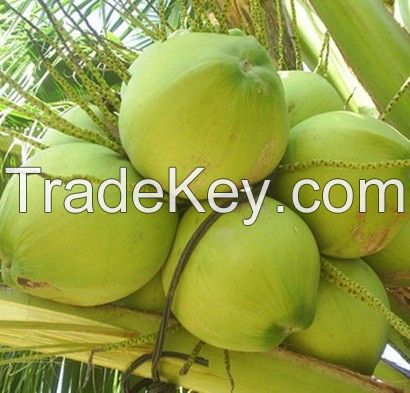 Fresh coconuts, Semi Husk Coconut , Fresh Baby coconuts 