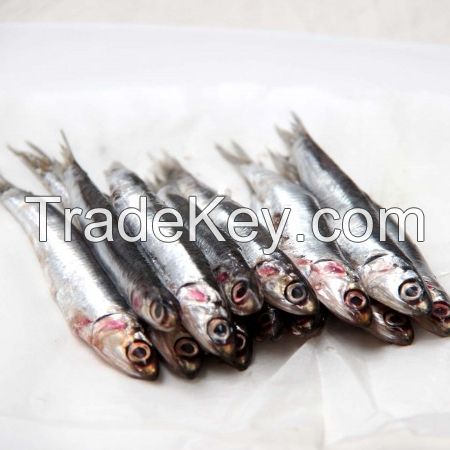 %100 Dried / Frozen Boiled Anchovy Top High Quality 