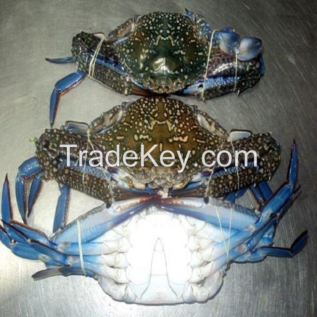 Fresh Blue Swimming Crab (Portunus Pelagicus) 
