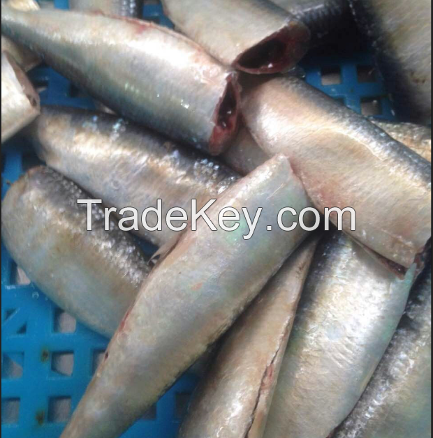  Sardinella Loniceps HGT Frozen Sardine 