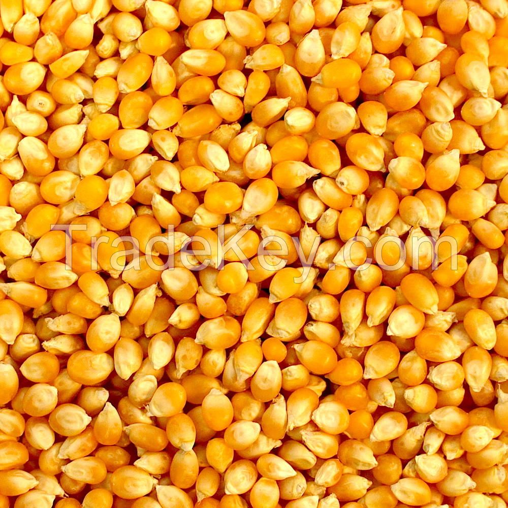 organic dried yellow corn