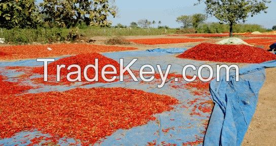 dried red chilli pepper