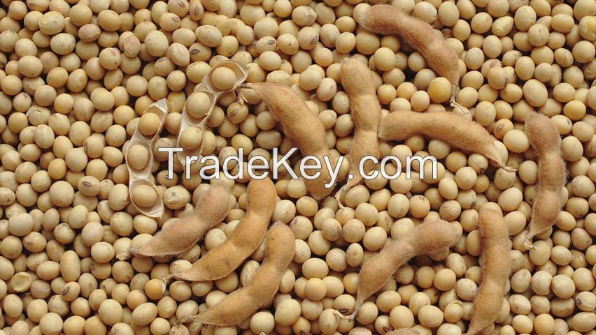 fresh organic soya beans