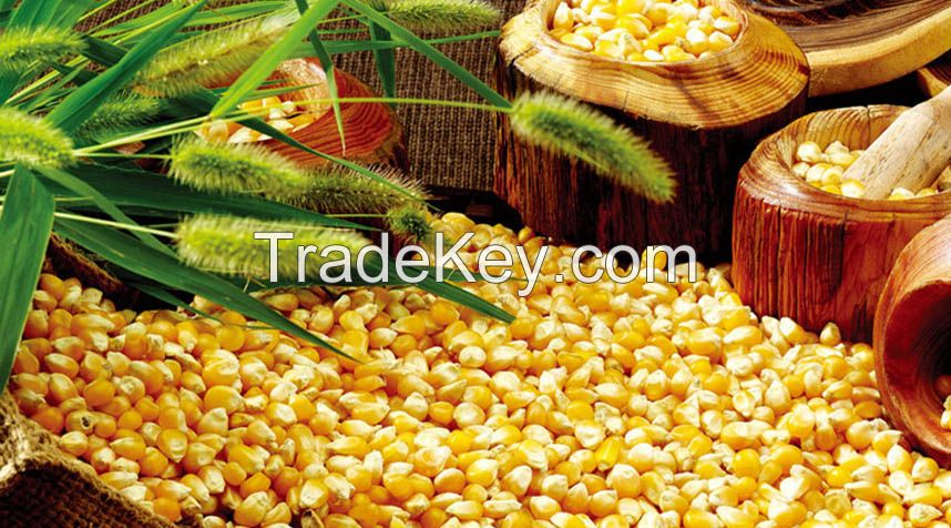 organic dried yellow corn