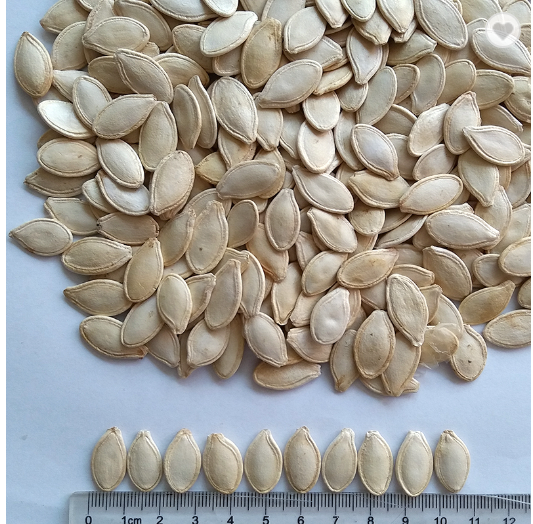 Chinese pumpkin seed|shine skin pumpkin seed for wholesale