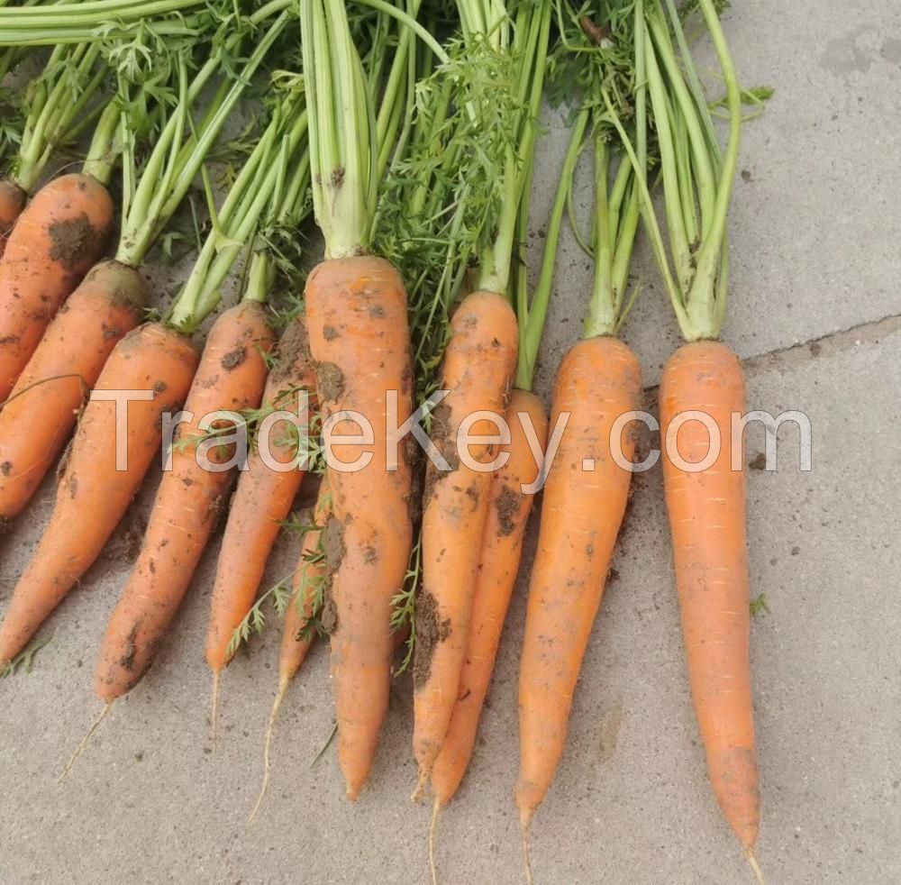 Bulk fresh carrot with low price 