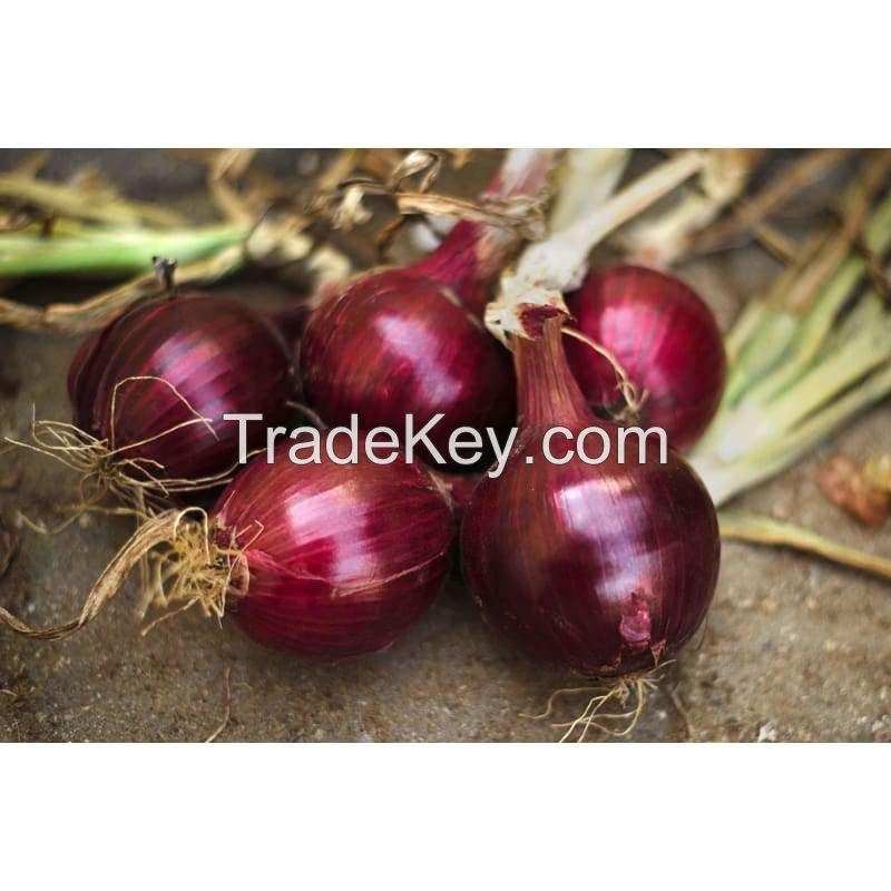 Grown Fresh Red Onions  Fresh MOQ 25 LBS Quick Delivery
