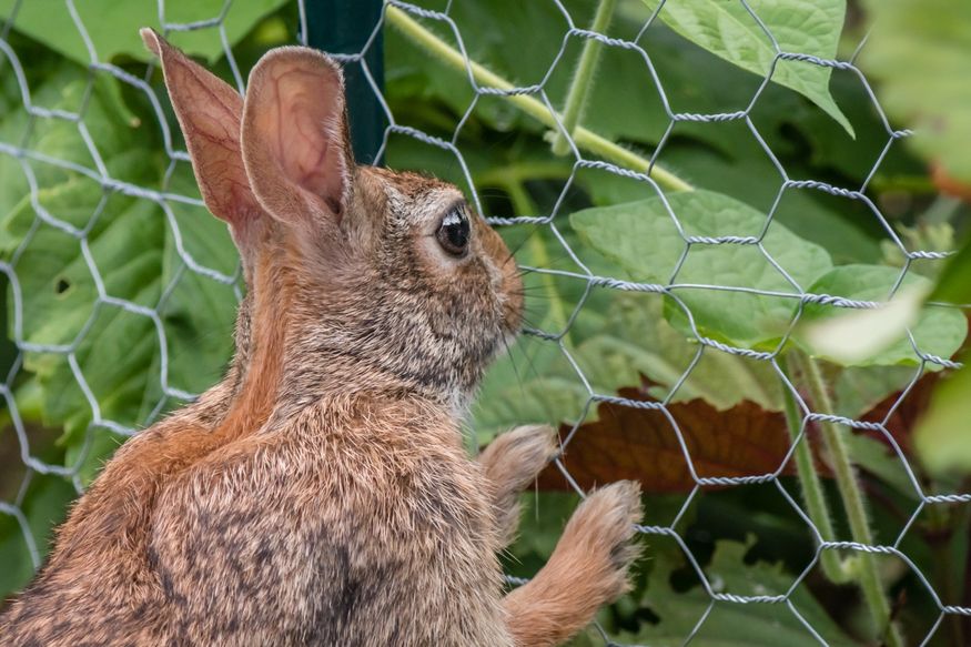 hexagonal wire netting/rabbit cage