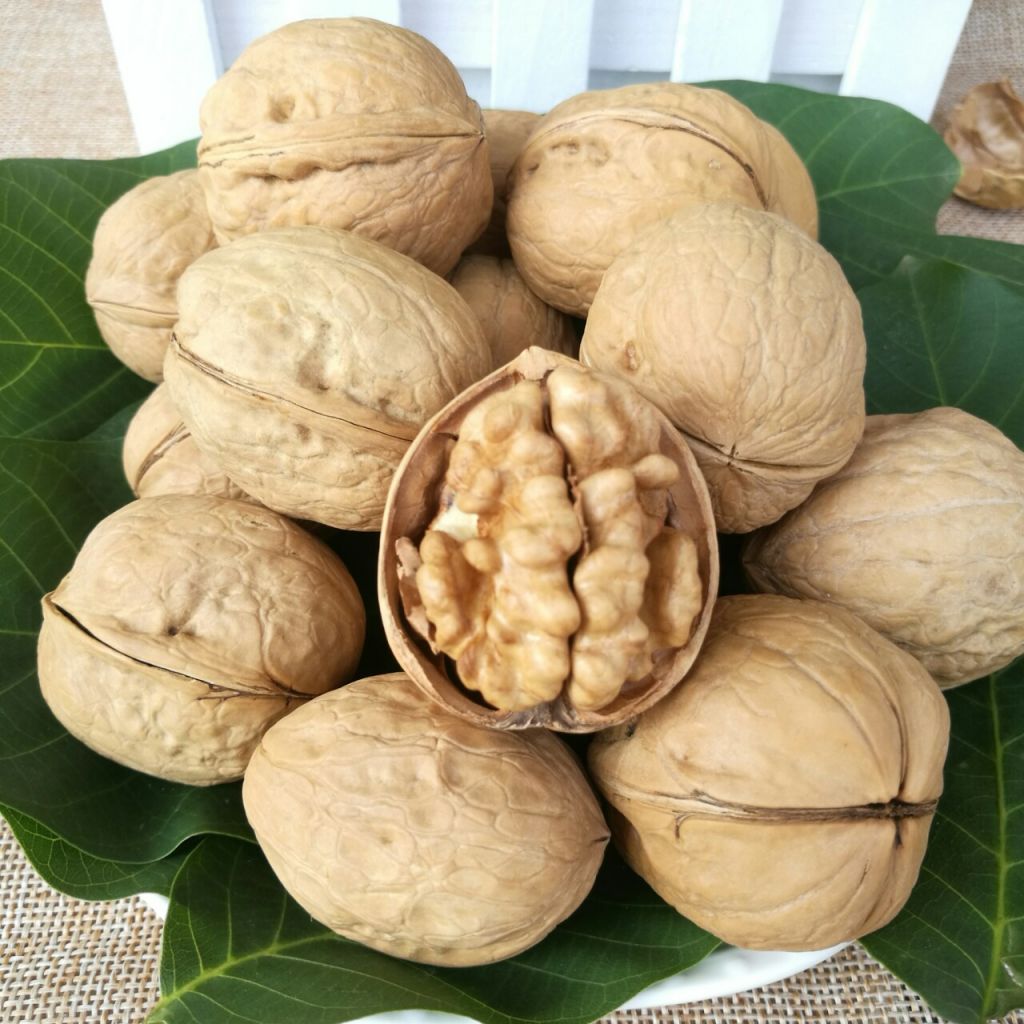 High quality dry in-shell walnut from Chinese origin supplier