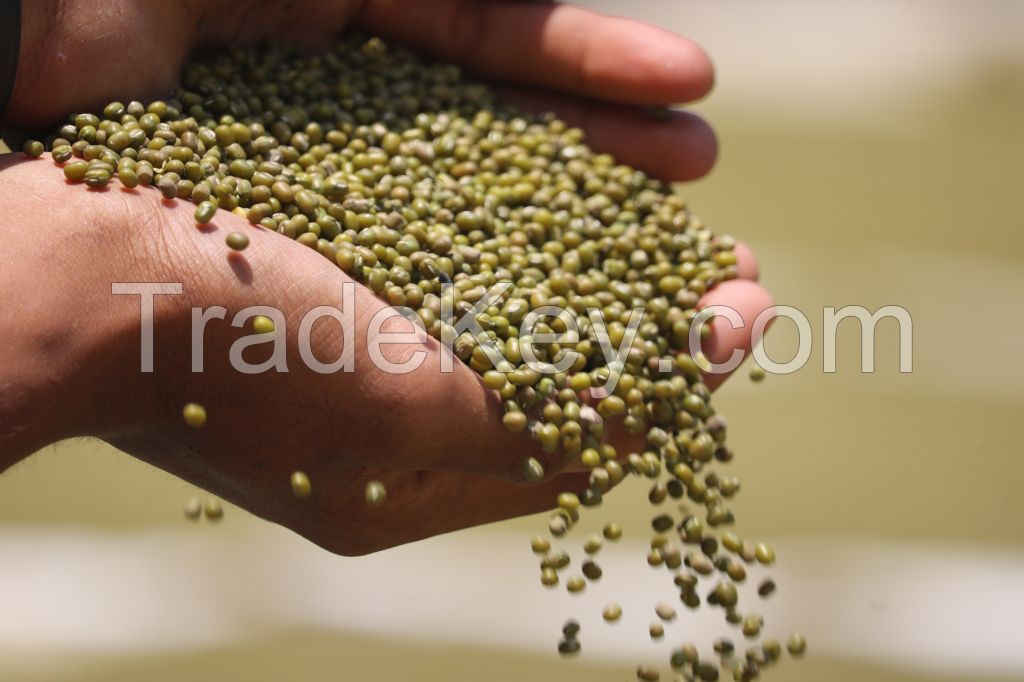 Mung Bean