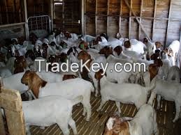 Boer Goats