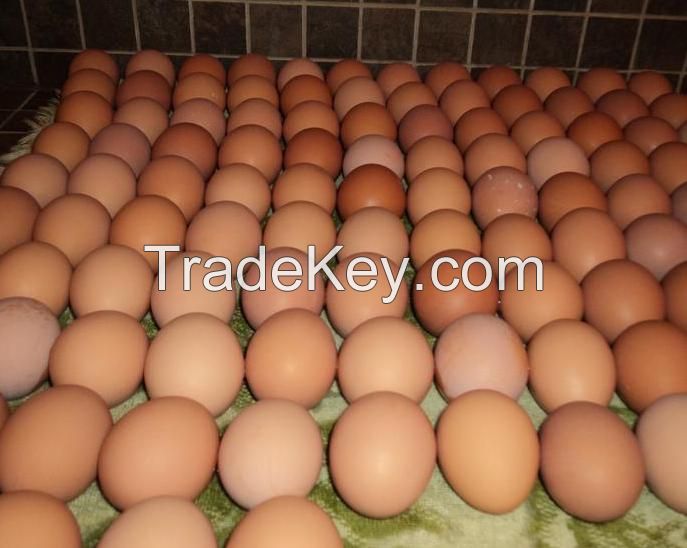 Fresh Table Eggs