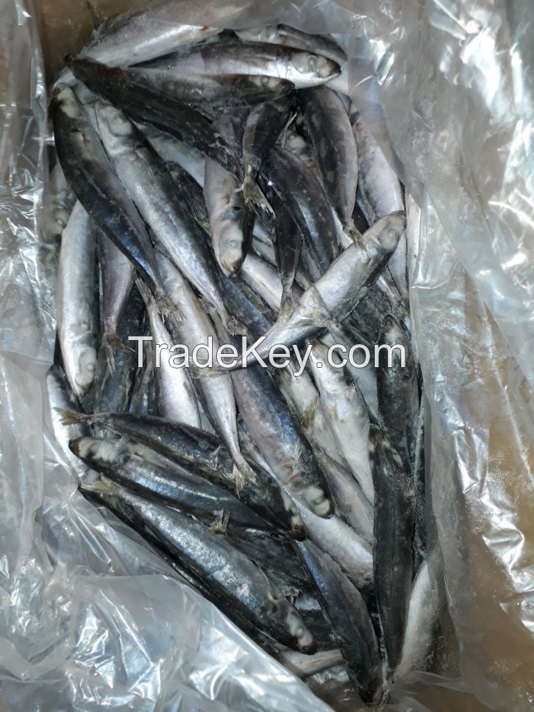 Black Squid, Bullet Tuna, Horse Markerel, Indian Markerel, Black PomPret, Sardine.....etc...