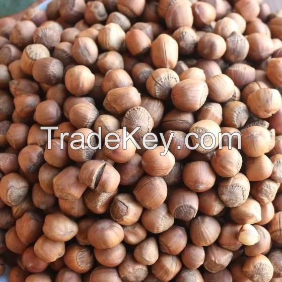 Hazelnuts in shell, nuts in shell, organic nuts