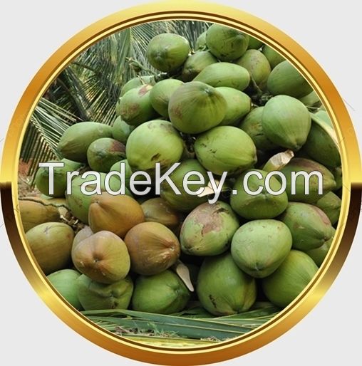 CHEAP PRICE HIGH QUALITY MATURE WHOLE SEMI HUSKED COCONUTS 