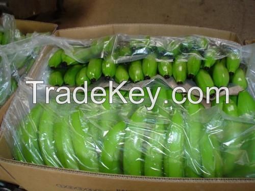 Fresh Long Green Cavendish Banana Exporters 