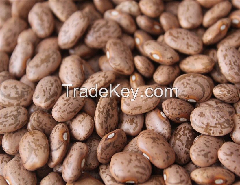 High quality new crop small black kidney beans dry black turtle beans 
