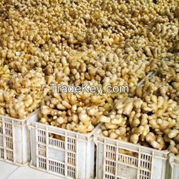 Factory Supply Fresh Organic Ginger 100g 