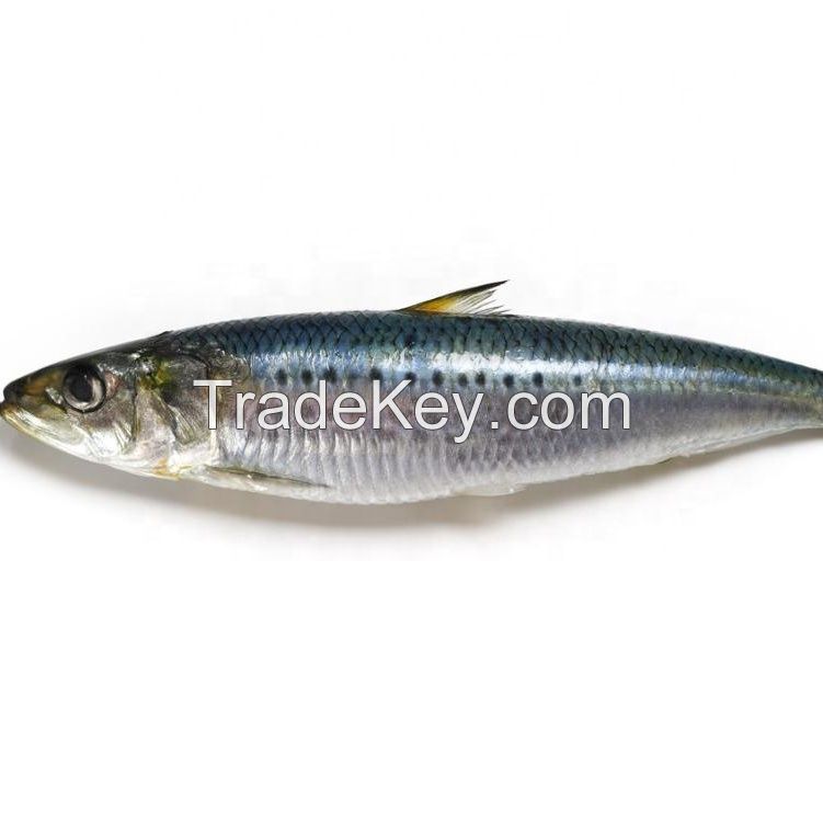 new arrived small size fresh frozen sardine fish for canning 