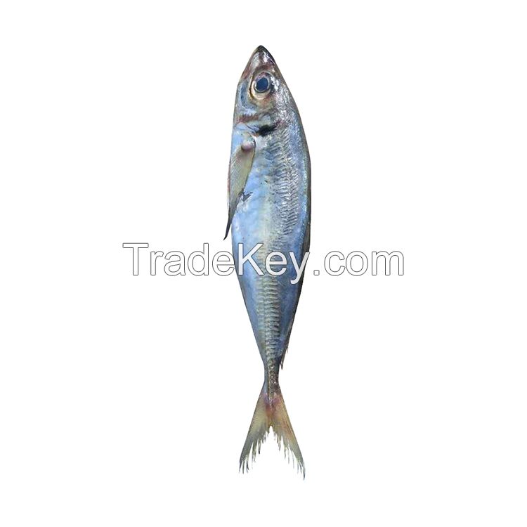 High quality 80-125g/pcs frozen horse mackerel  fish 