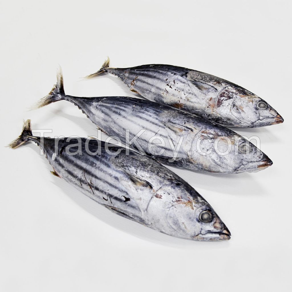 Tuna Dry Fish Supplier and Exporter