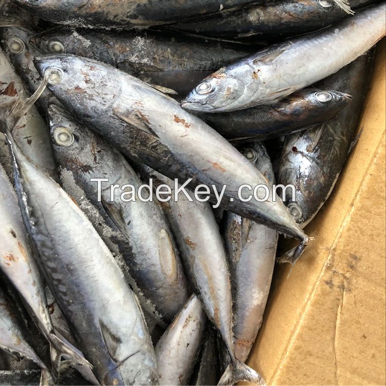 seafood frozen whole round skipjack tuna fish 1.5kg up for sale