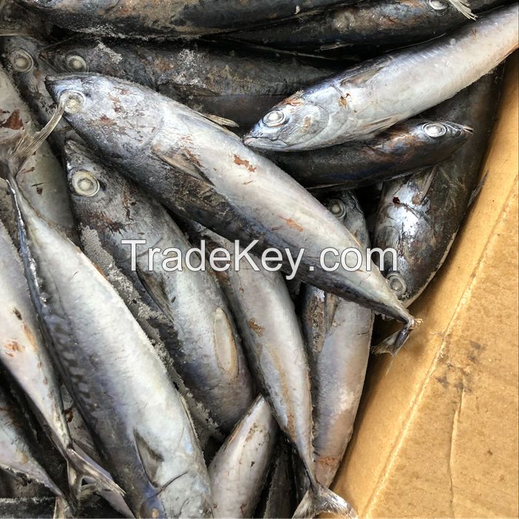 Whole Sale & Hot Sale Frozen Horse Mackerel, Salmon, Ribbon Fish ,Eel, Sea Bass Globefish & Tuna Fish