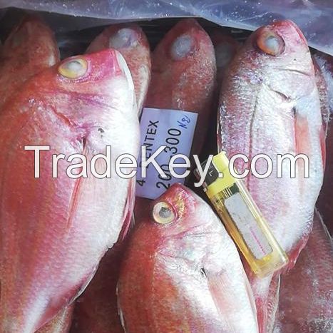 rozen Sea fish Red Sea bream W/R 