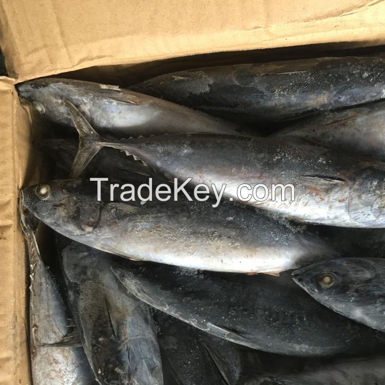 seafood frozen whole round skipjack tuna fish 1.5kg up for sale