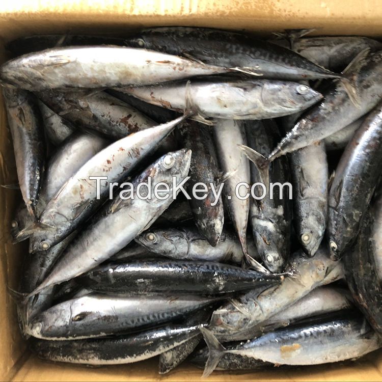 Tuna Dry Fish Supplier and Exporter