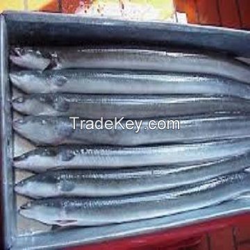 Quality High Nutritive Ribbon fish