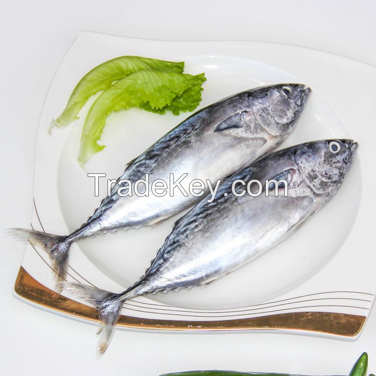 IQF Freezing Process and Piece Shape Frozen Tuna SkipJack Frozen Bonito Fish