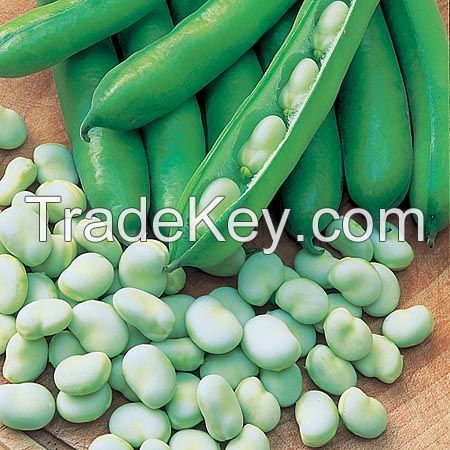 IQF Frozen fresh green broad bean fava bean 