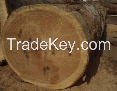Buy Top Grade A/B/C Quality Fresh Cut Beech Timber/Logs