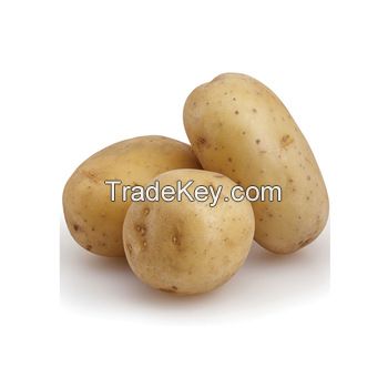 Fresh Spunta Potatoes/ fresh potatoes from Egypt/ Wholesale Egyptian potatoes