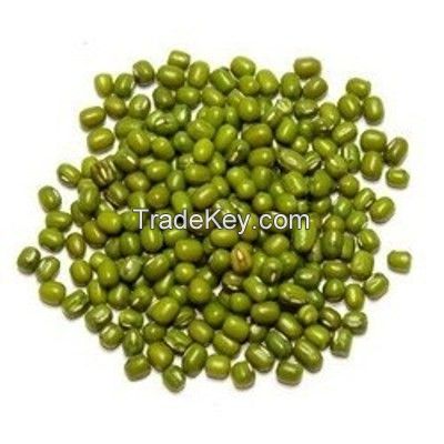 Best Quality Green Mung Beans / Vigna Beans/ Organic Mung Beans