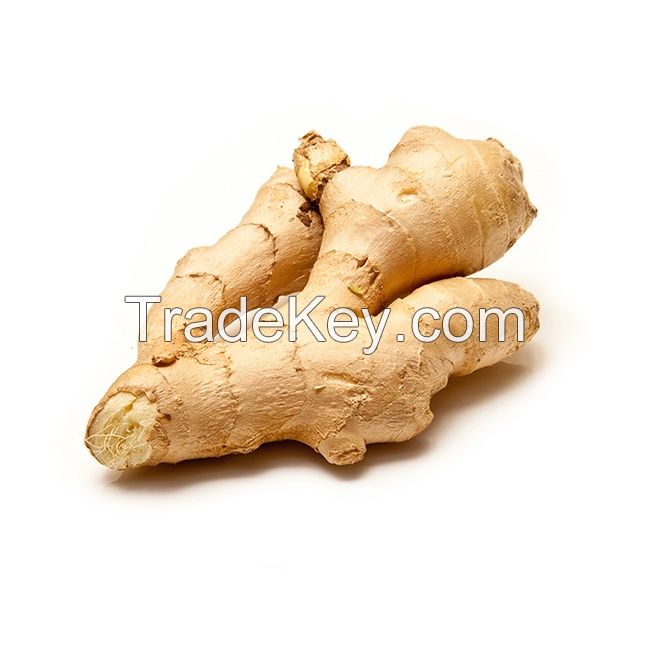 20 years experience vietnam dried bulk fresh organic ginger