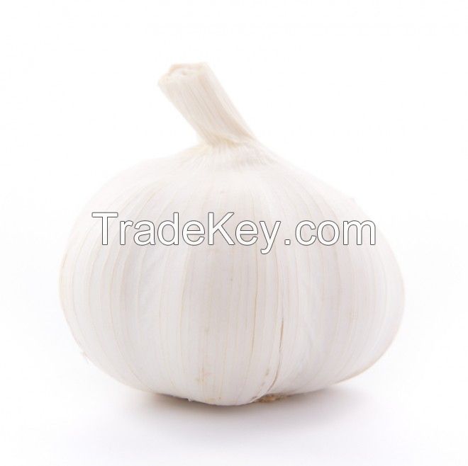 Fresh Garlic ,white garlic and red garlic ,Fresh Pure White Garlic