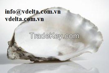 Oyster Shell