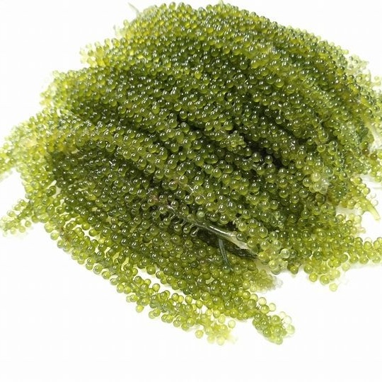 Dehydrated Sea Grapes from Viet Nam Ms. Dilys +84 969 694 230