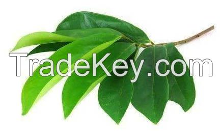 [HOT SALE] dried Dried Soursop Leaf / Graviola Leaves with the high quality/ MS. Selena +84 906 086 094