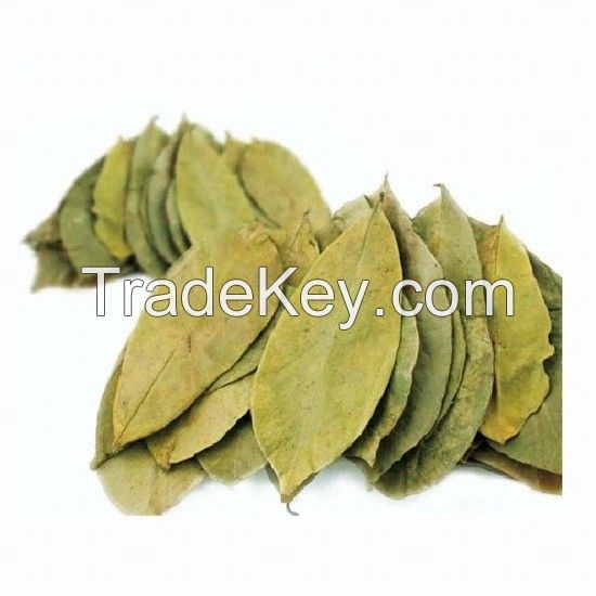 Natural  Dried Soursop Leaf / Graviola Leaves From Vietnam with high quality / MS. Selena +84 906 086 094