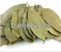 Vietnam High quality Herbal Dried Soursop Leaf / Graviola Leaves/ MS. Selena +84 906 086 094