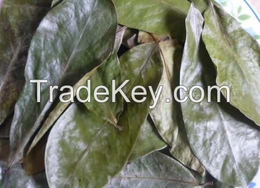 Vietnam Natural Herbal Dried Soursop Leaf / Graviola Leaves - Natural Herb / MS. GINA +84 347 436 085