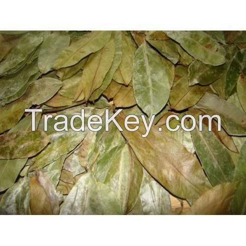 Provider Organic Dried Soursop Leaf / Graviola Leaves - Natural Herb From Vietnam/ MS. Selena +84 906 086 094