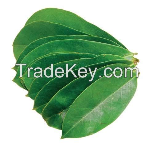 2021 high quality Dried Soursop Leaf / Graviola Leaves with the best price/ MS. Selena +84 906 086 094