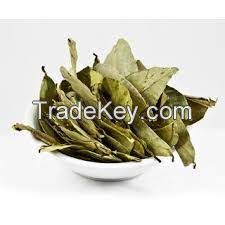 The best Supplier Natural Dried Soursop Leaf / Graviola Leaves From Vietnam with high quality / MS. Selena +84 906 086 094